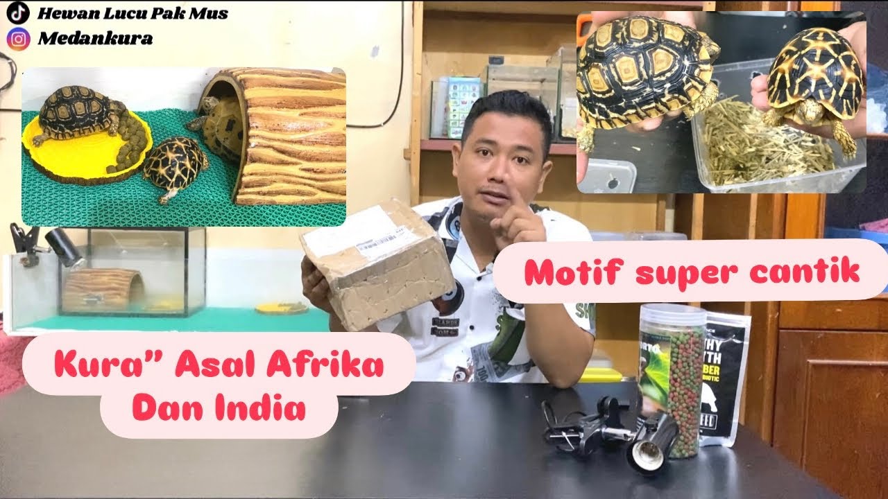 UNBOXING DAN REVIEW KURA-KURA PARDALIS ASLI AFRIKA DAN INDIAN STAR ASLI INDIA CAKEP BANGET