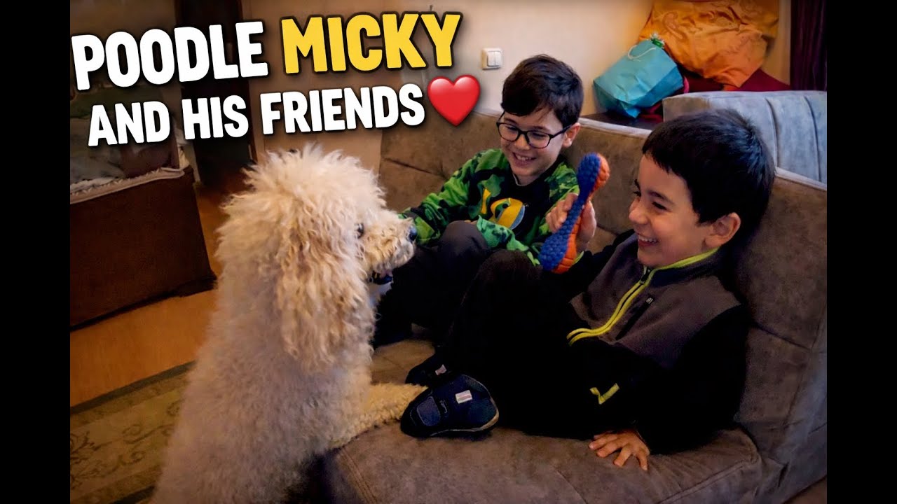POODLE MICKY AND HIS FRIENDS 🐩❤️