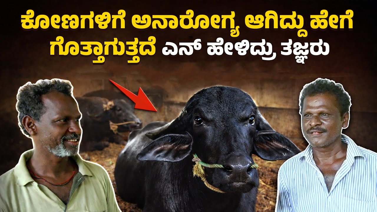 ಕಂಬಳದ ಕೋಣ ಮತ್ತು ಓಟಗಾರರಿಗೆ ಮದ್ದು ನೀಡುವವರ ಅನುಭವದ ಮಾತುಗಳು