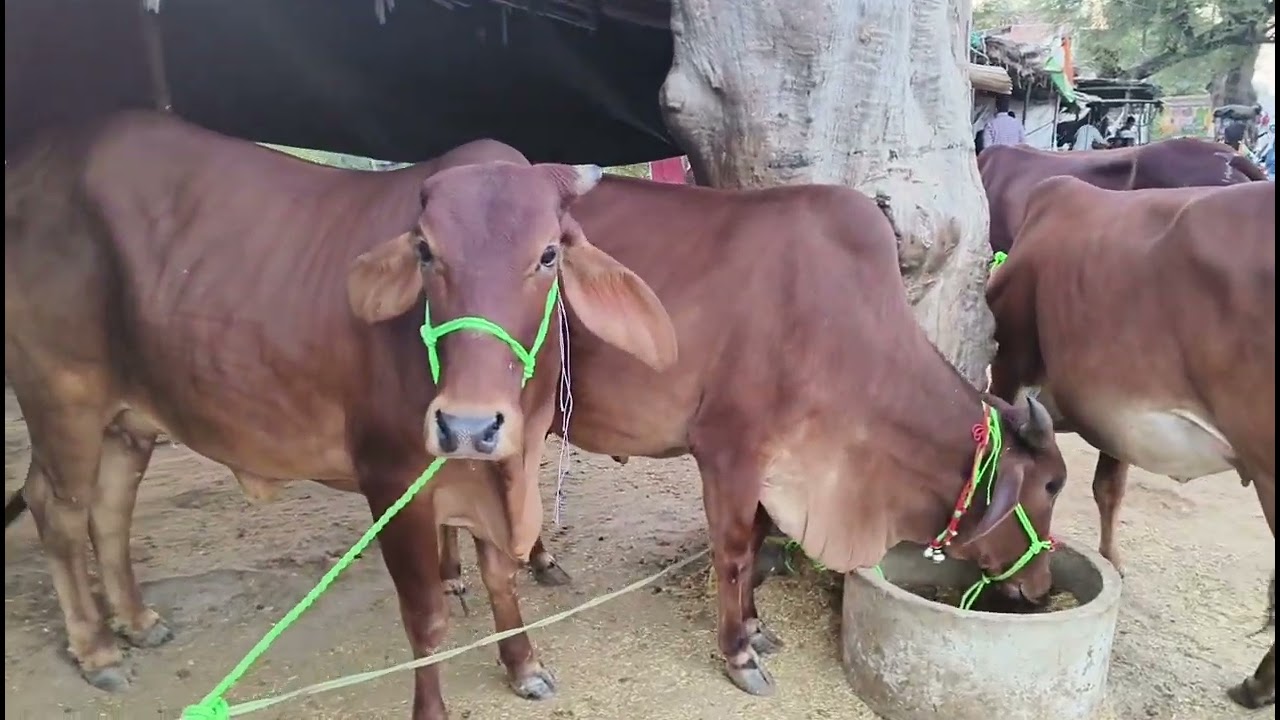 गाय की बाजार देखने पहुंचे अतर्रा