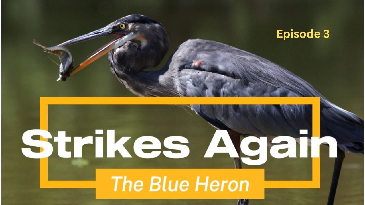 From the Shadows - The Blue Heron Strikes Again #wildlife #herons #birdphotography #birds