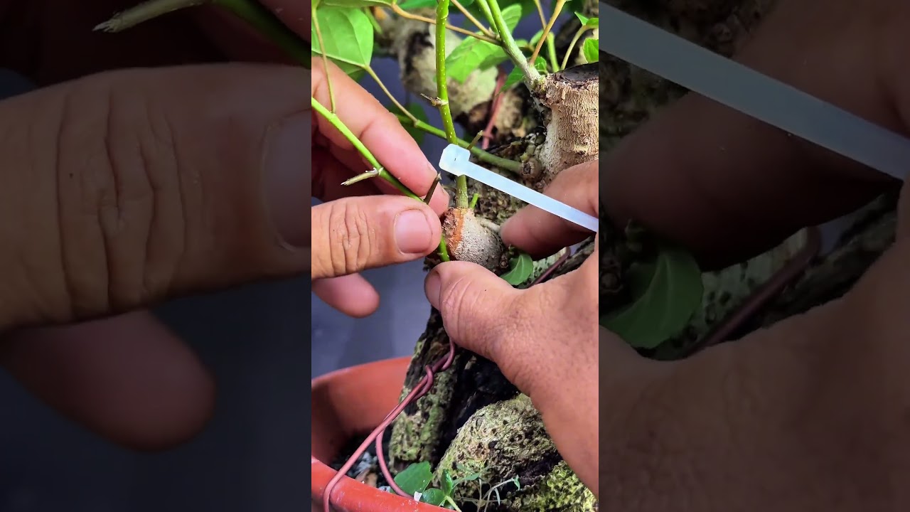 hibiscus bonsai grafting technique