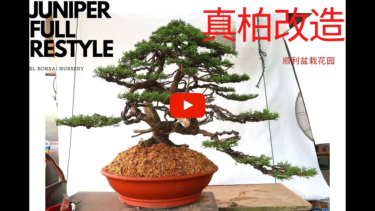 BONSAI JUNIPER (FULL) 盆栽真柏 (全记录)