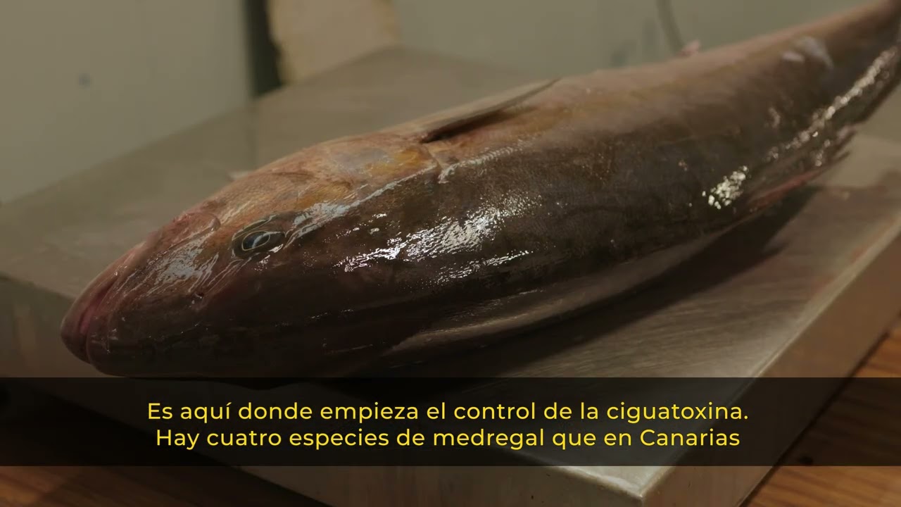 PESCA DEL MEDREGAL