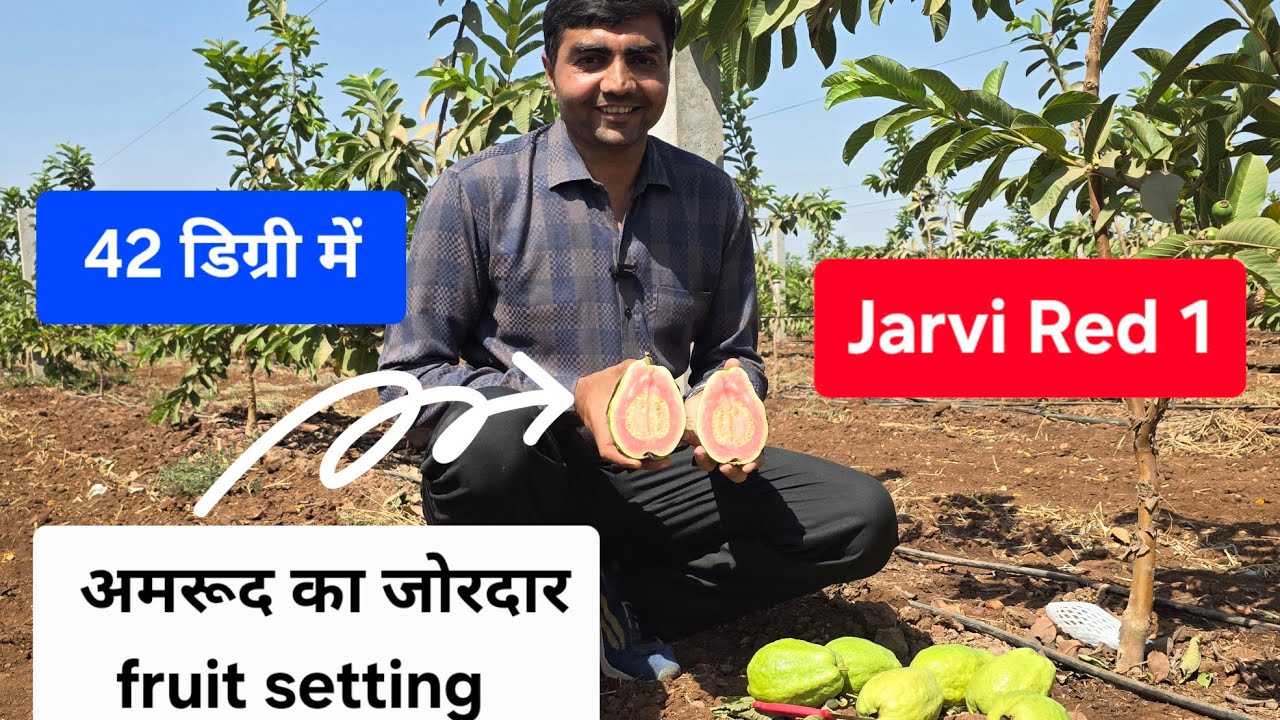 42 डिग्री में  Jarvi Red 1 अमरूद का जोरदार fruit setting   #9106310963