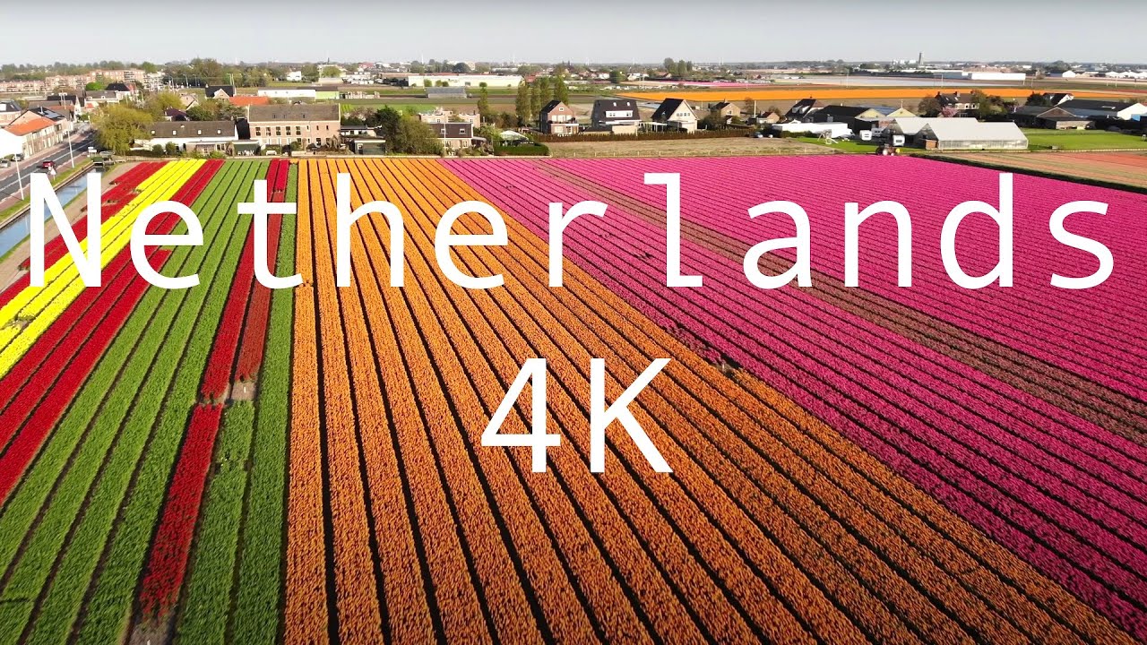 Tulip flower fields in The Netherlands, 4K Drone view