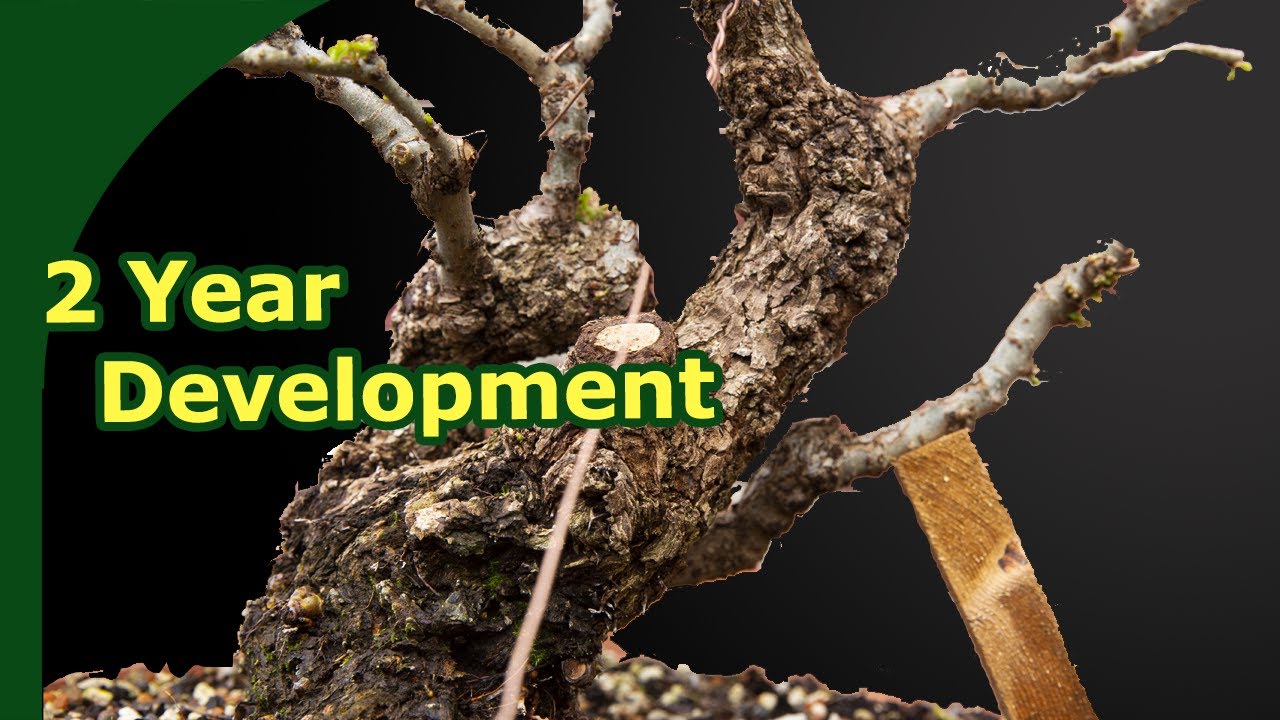 Developing Elm Bonsai (Timelapse trunk to bonsai)