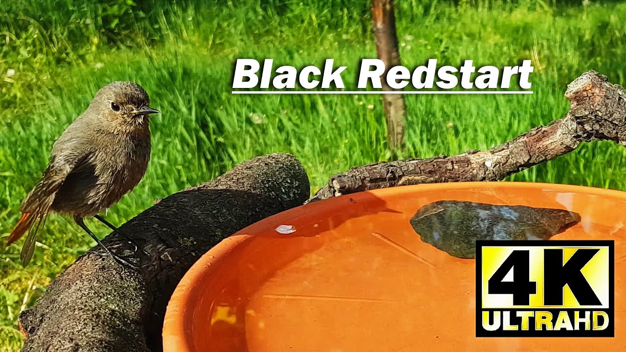 Black Redstart | Phoenicurus Ochruros | Garden Birds | BirdBath | Videos for Cats | 4K 2160p