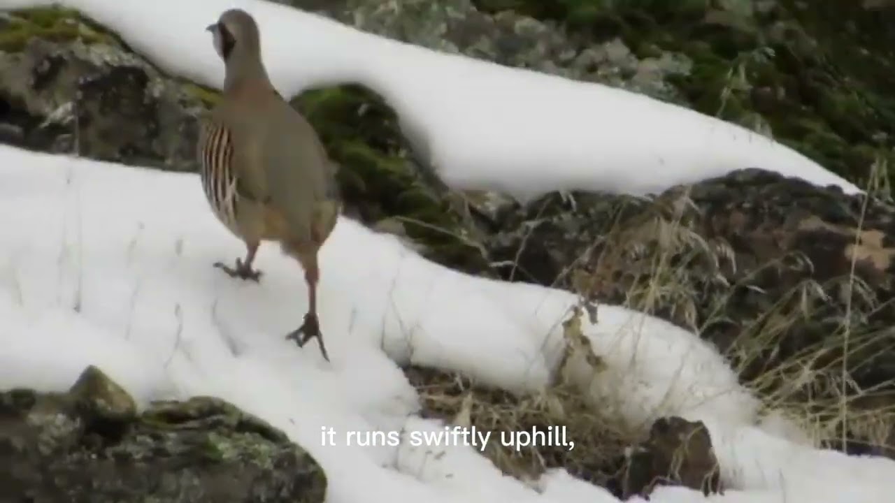 CHUKAR PARTRIDGE (National bird of Pakistan) t