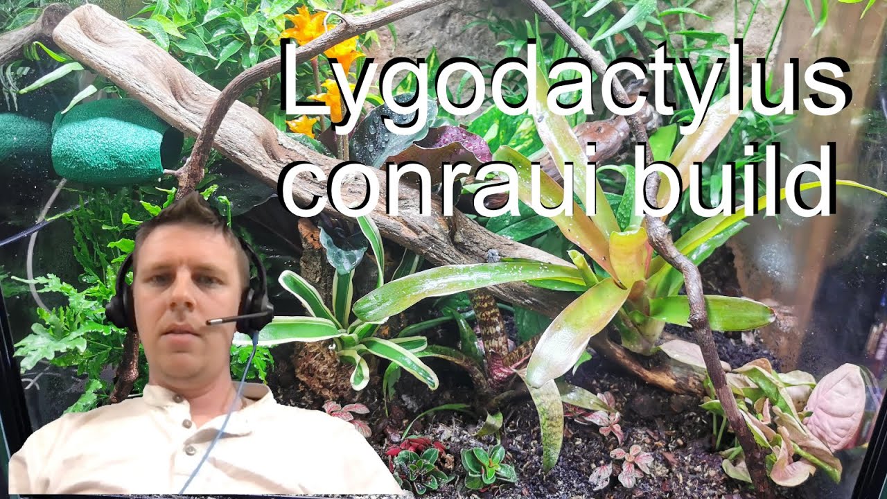 Lygodactylus conraui Planting