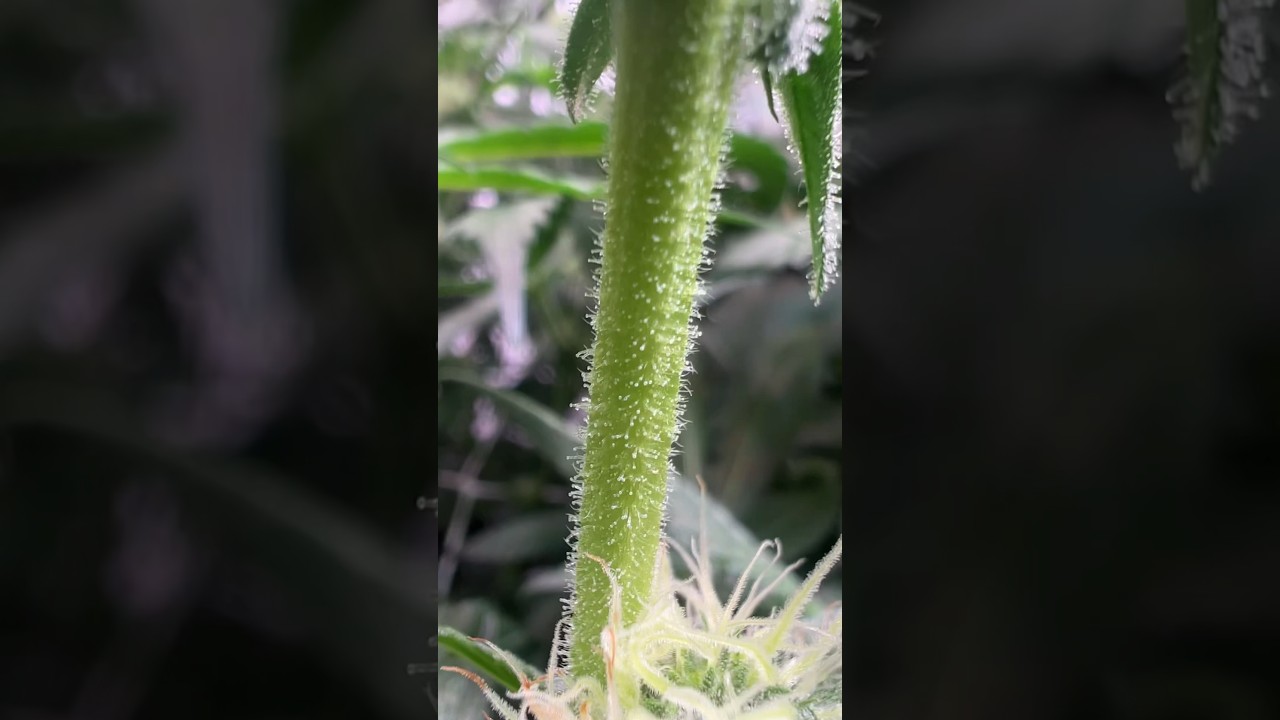 Plants stem covered Covered in TRICHOMES!