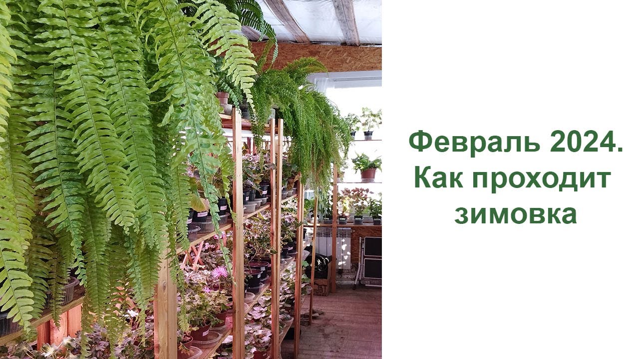 Февраль 2024. Как зимуют мои растения. Прогулка вдоль полочек