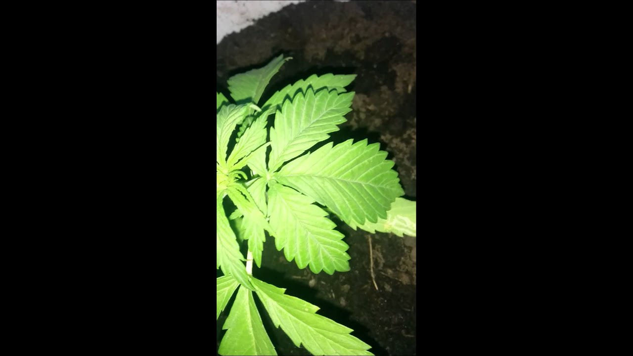 White widow x Big bud Female seeds 25 days