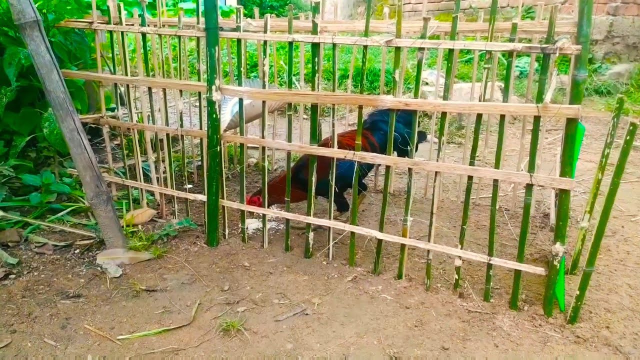 new technology for catch bird with bamboo trap