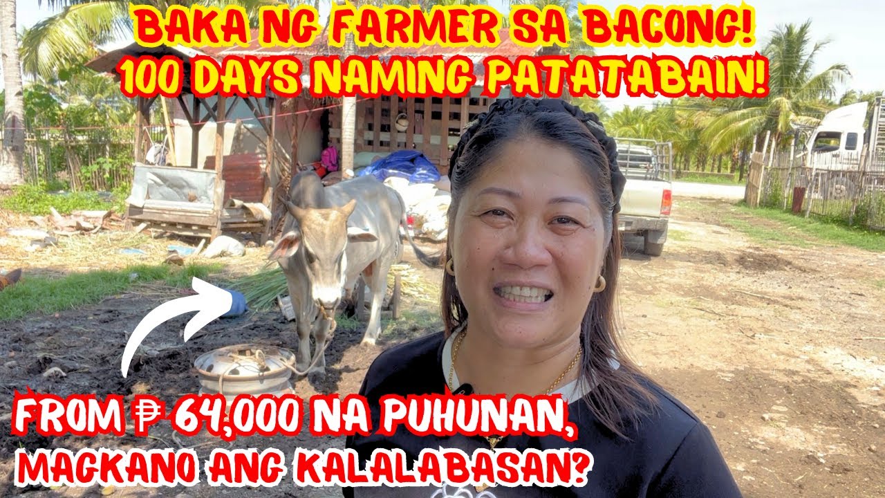 BAKA NG FARMER SA BACONG 100 DAYS NAMING PATATABAIN! | FROM 64K NA PUHUNAN, MAGKANO ANG KALALABASAN?