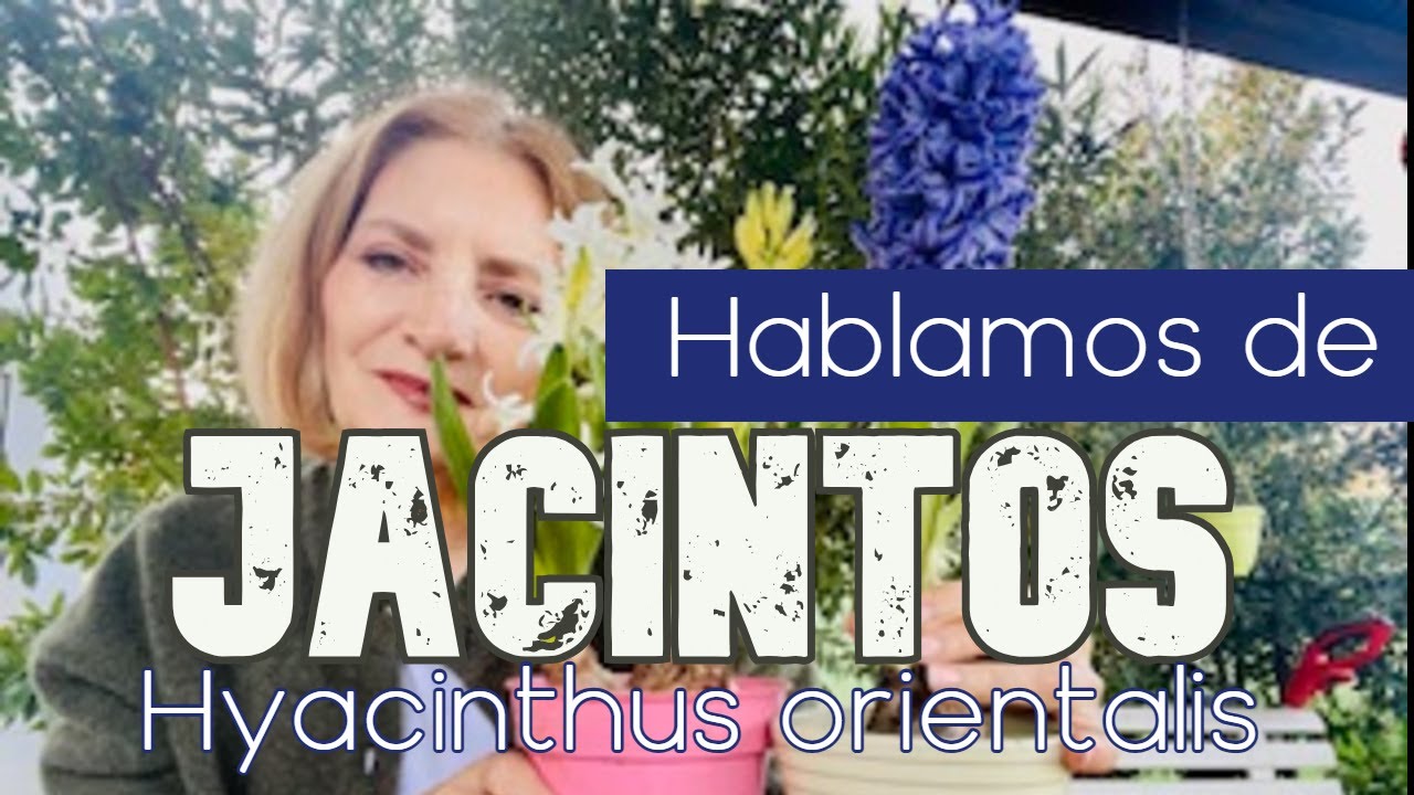Unas palabras sobre la planta Jacinto (Hyacinthus orientalis).#natural #flores #plantas #jardin