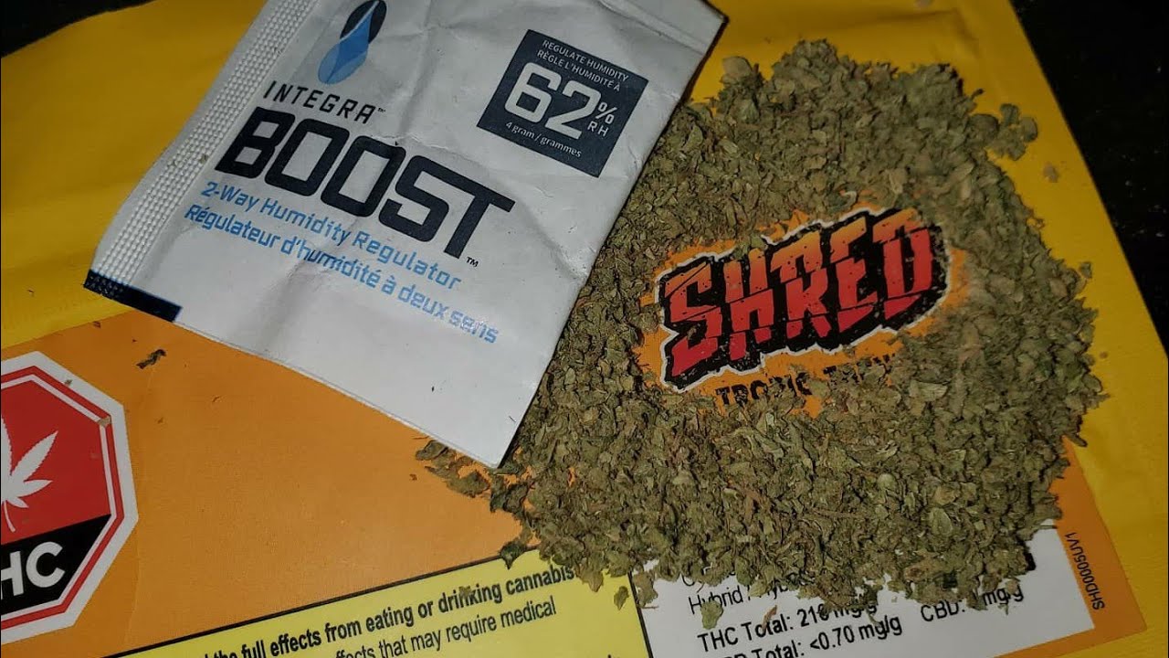 Strain Review Shred Tropic Thunder