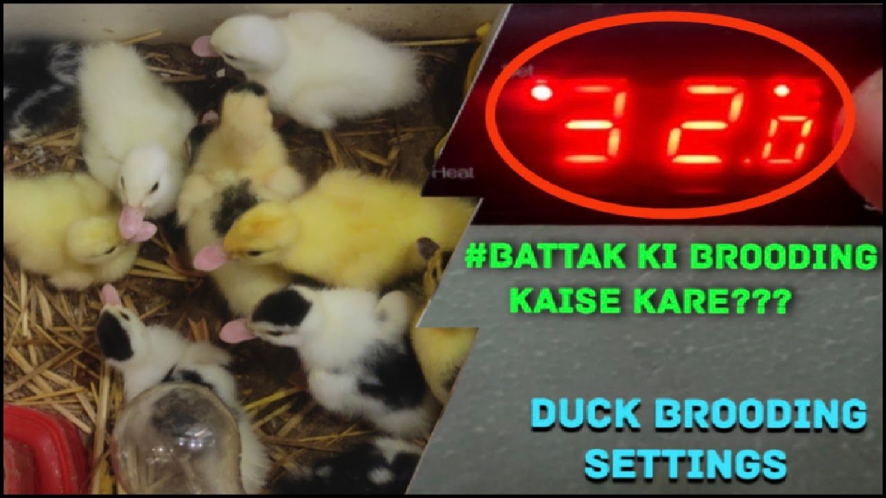 Battakh (duck) ki brooding kaise kare? || #vlog17 || Temperature settings | #duckfarming
