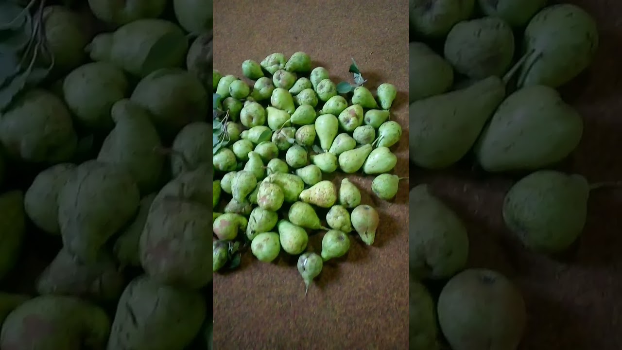 #ASMR#organic pears fresh from the tree#satisfying#short#