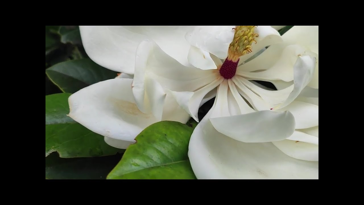 MAGNOLIA FLOR PERFUMADA de gran tamaño,  que oscila entre 20 y 35 cm de diámetro.