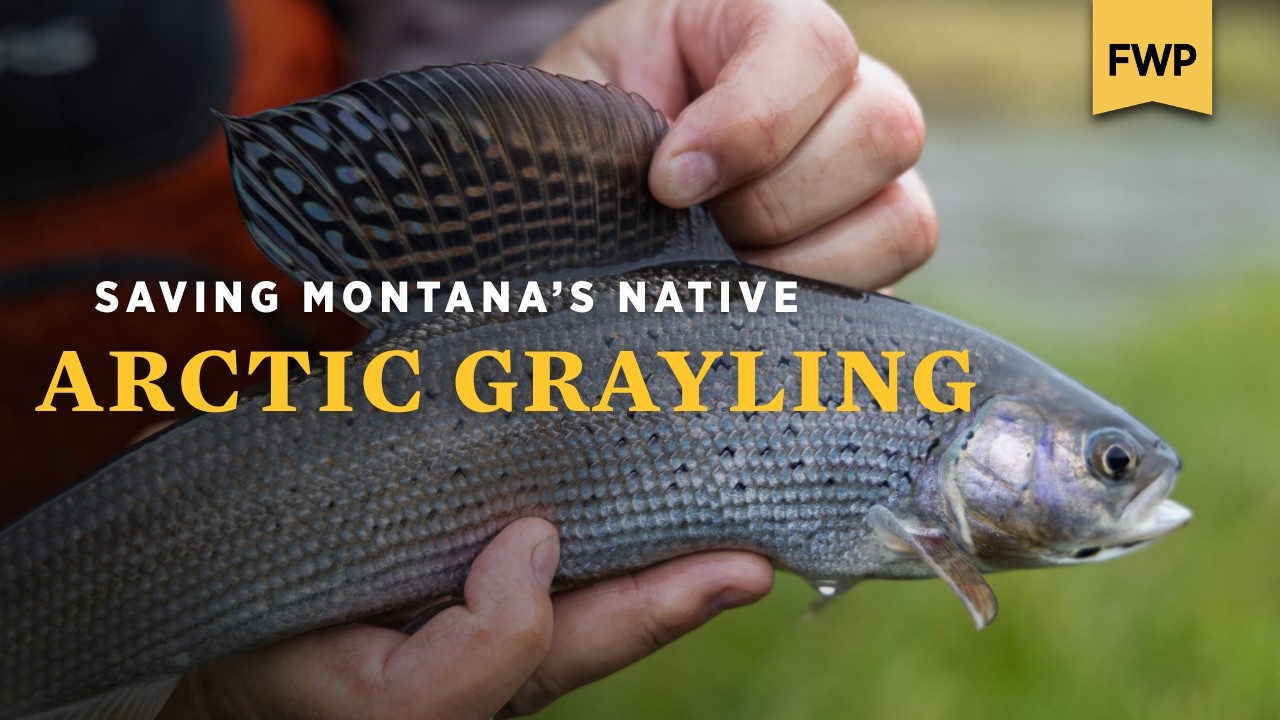 One of the last populations of native Arctic grayling