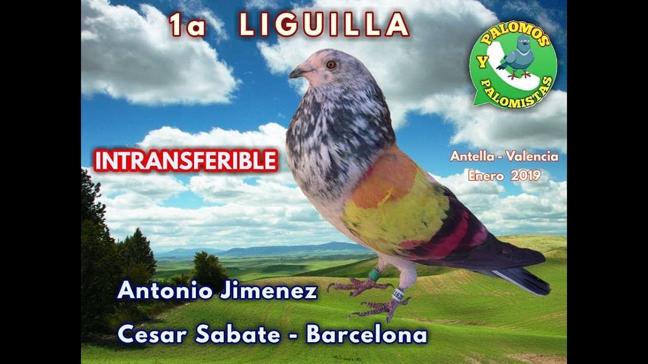 PRIMERA LIGUILLA  PALOMOS Y PALOMISTAS  PICADERO SELLA Y PERE   ANTELLA  2&ordf; PRUEBA