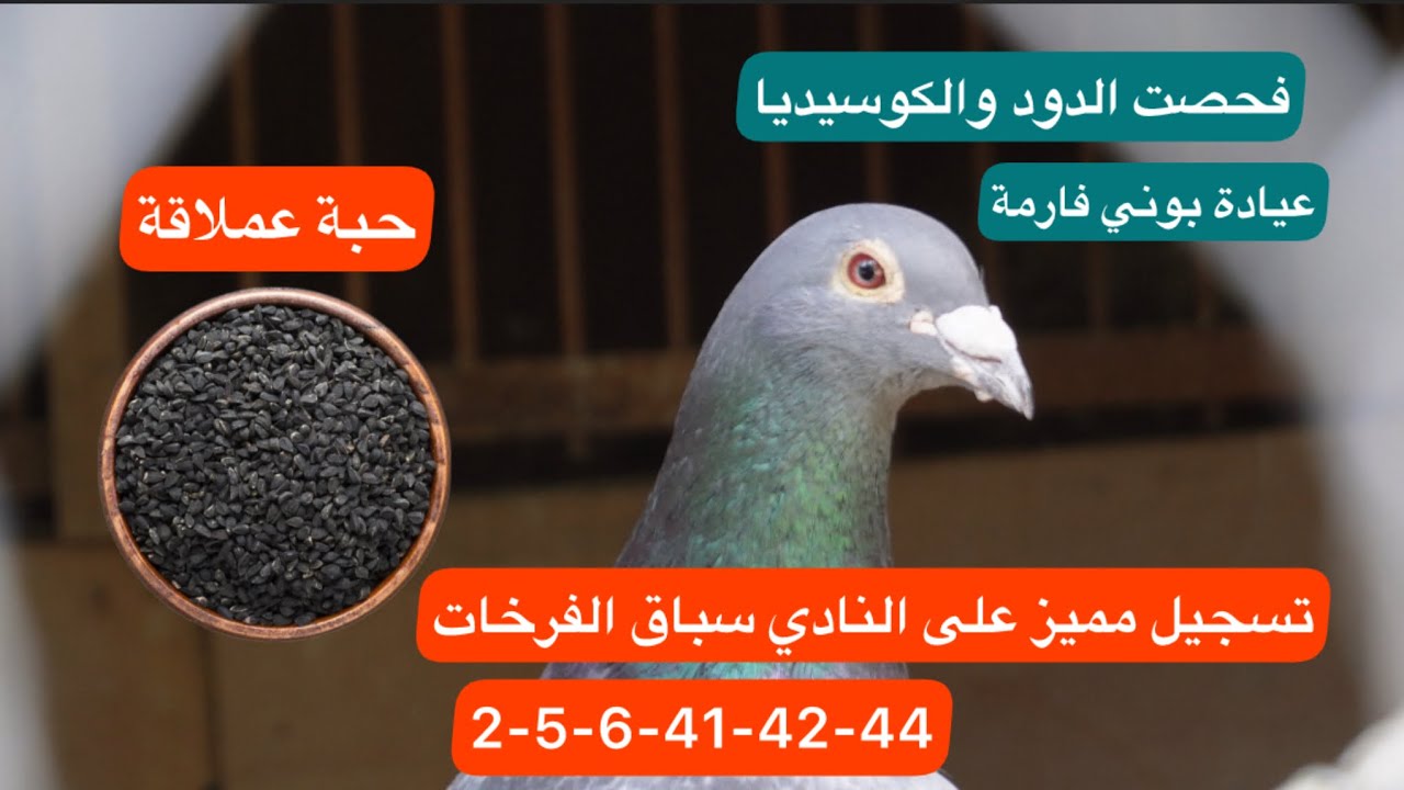 سويت فحص للكوكسديا والدود وتسجيل مميز لسباق الاول للفرخات😍✌️ لوفت النخبة