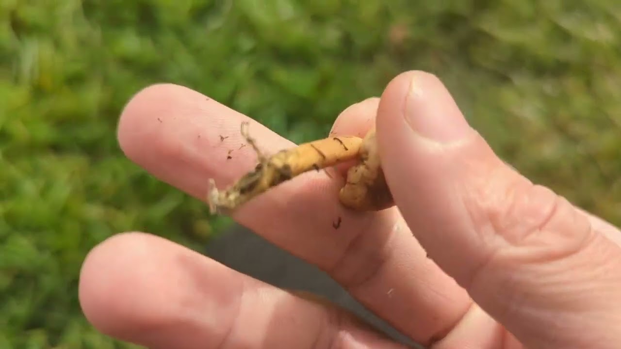 Fairy Ring Champignon - Foraging Mushroms UK - (Marasmius oreades)