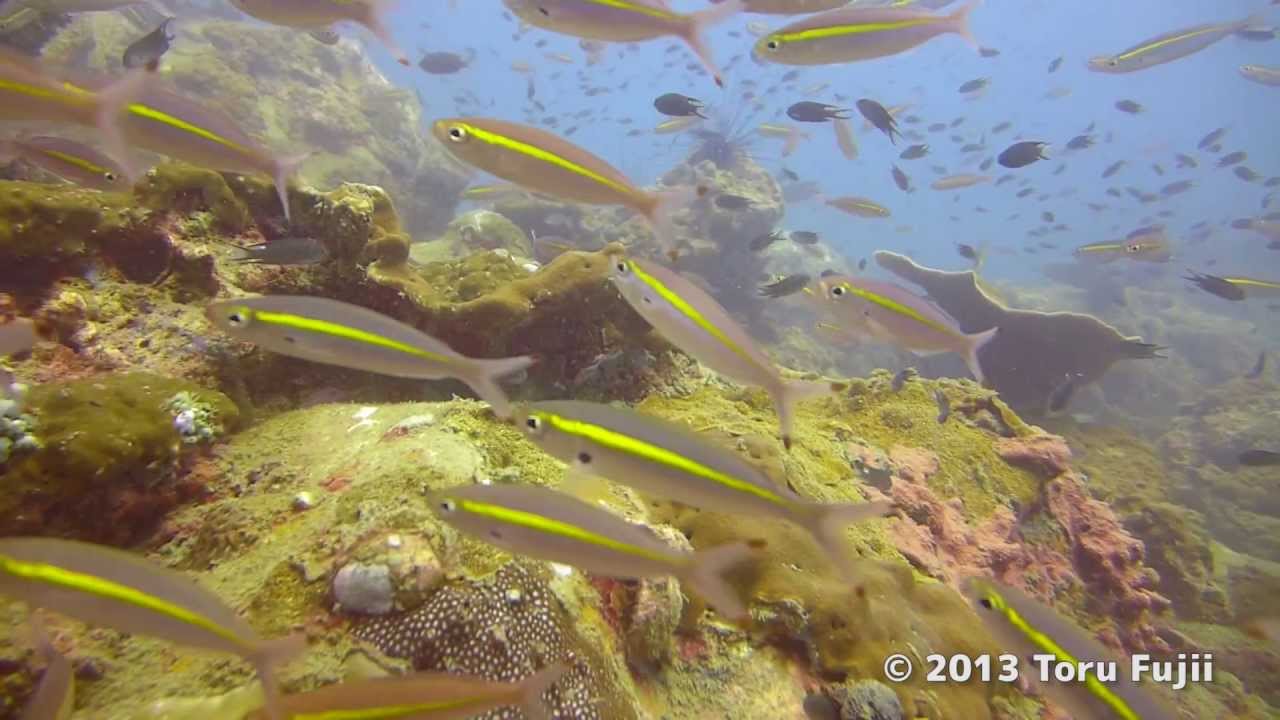 Diving Koh Rong Saloem Sihanoukville Cambodia