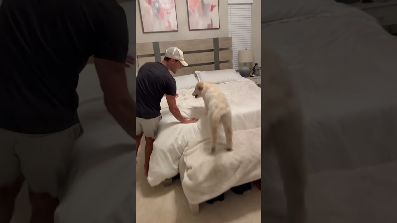 My puppy finally gets to sleep on the bed! #dogsofyoutube #dogs #dog #puppy #goldenretriever