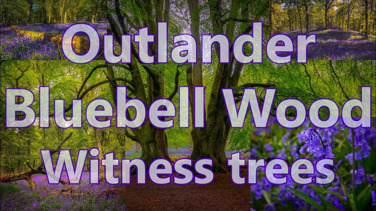 Outlander Film Locations - Witness Trees and Bluebell Wood