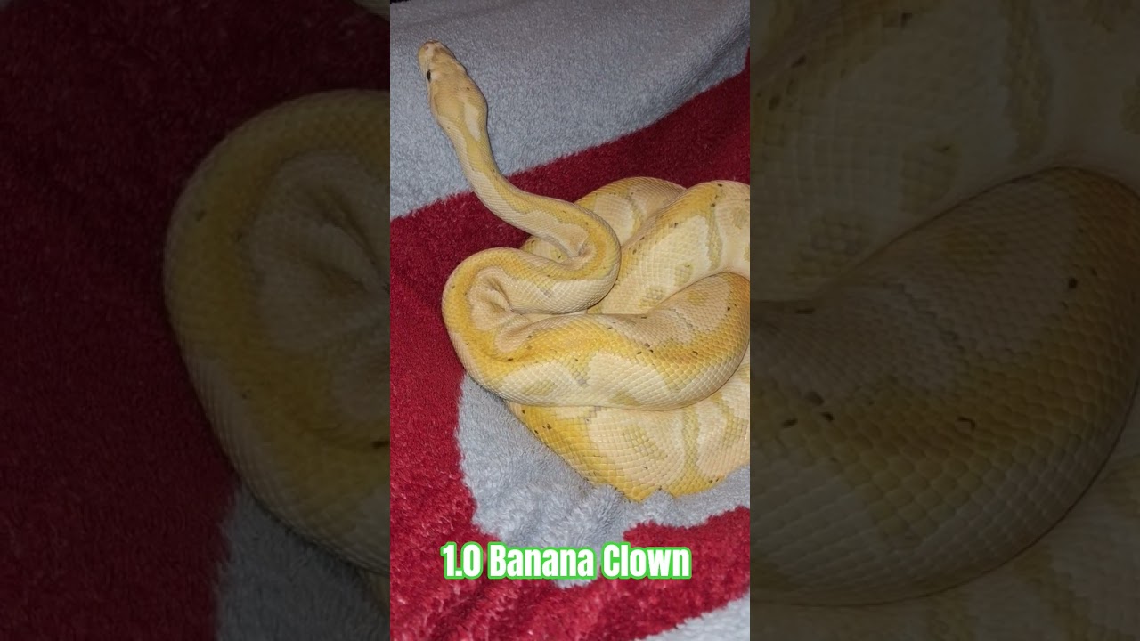 1.0 Banana Clown 