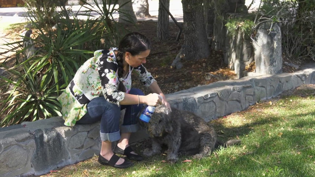 How To Care for Pet Wounds, Cuts, and Scrapes With Vetericyn Wound and Skin Care Products