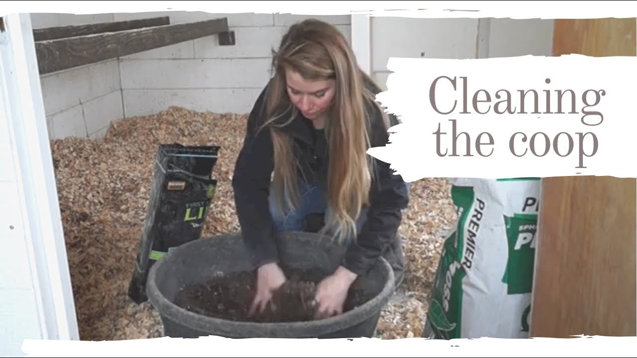 Control Moisture And Smell In Your Chicken Coop | Winter Dust bath