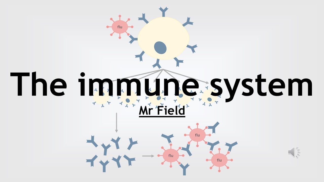 GCSE Biology 14 - The immune system