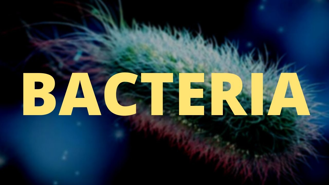 Bacteria : Structure, Reproduction and important diseases caused by bacteria