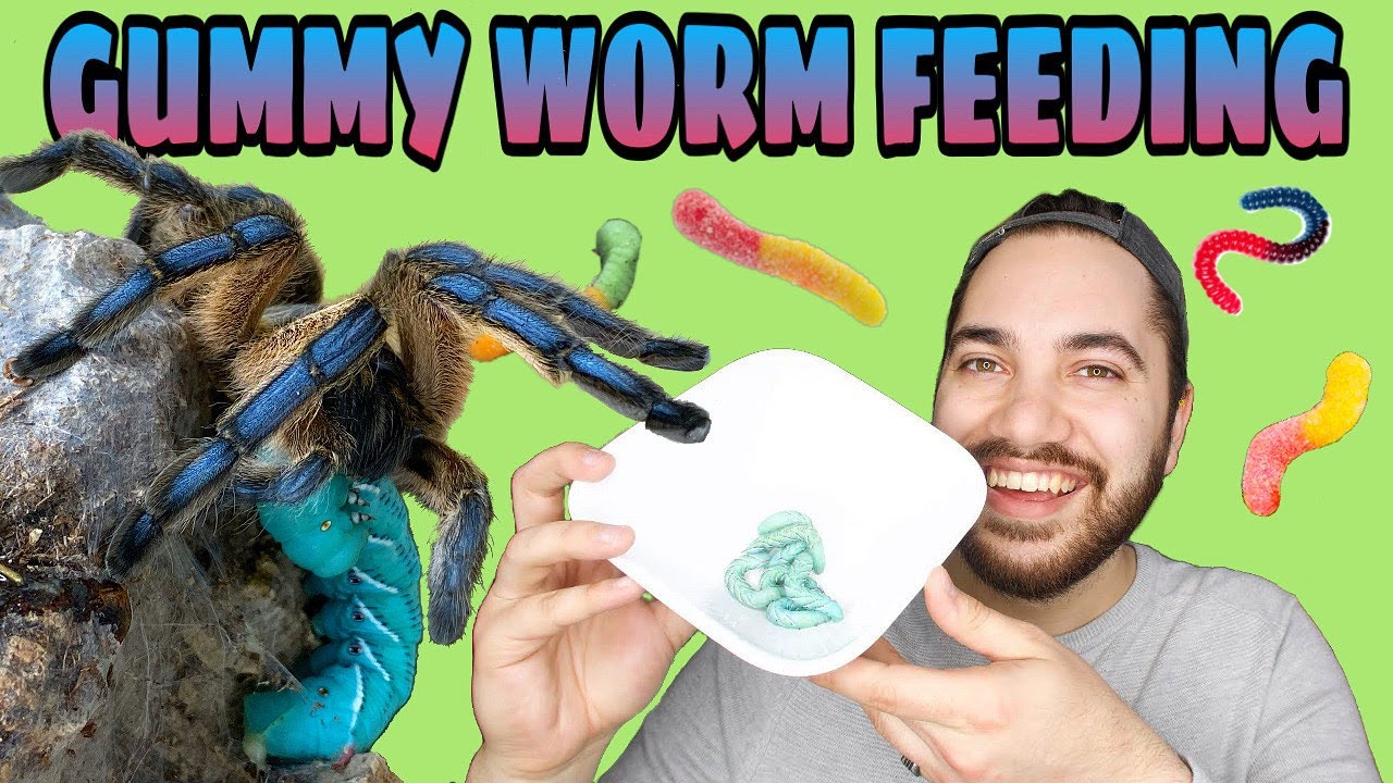MY TARANTULAS ATE GUMMY WORMS?! Feeding HORNWORMS!