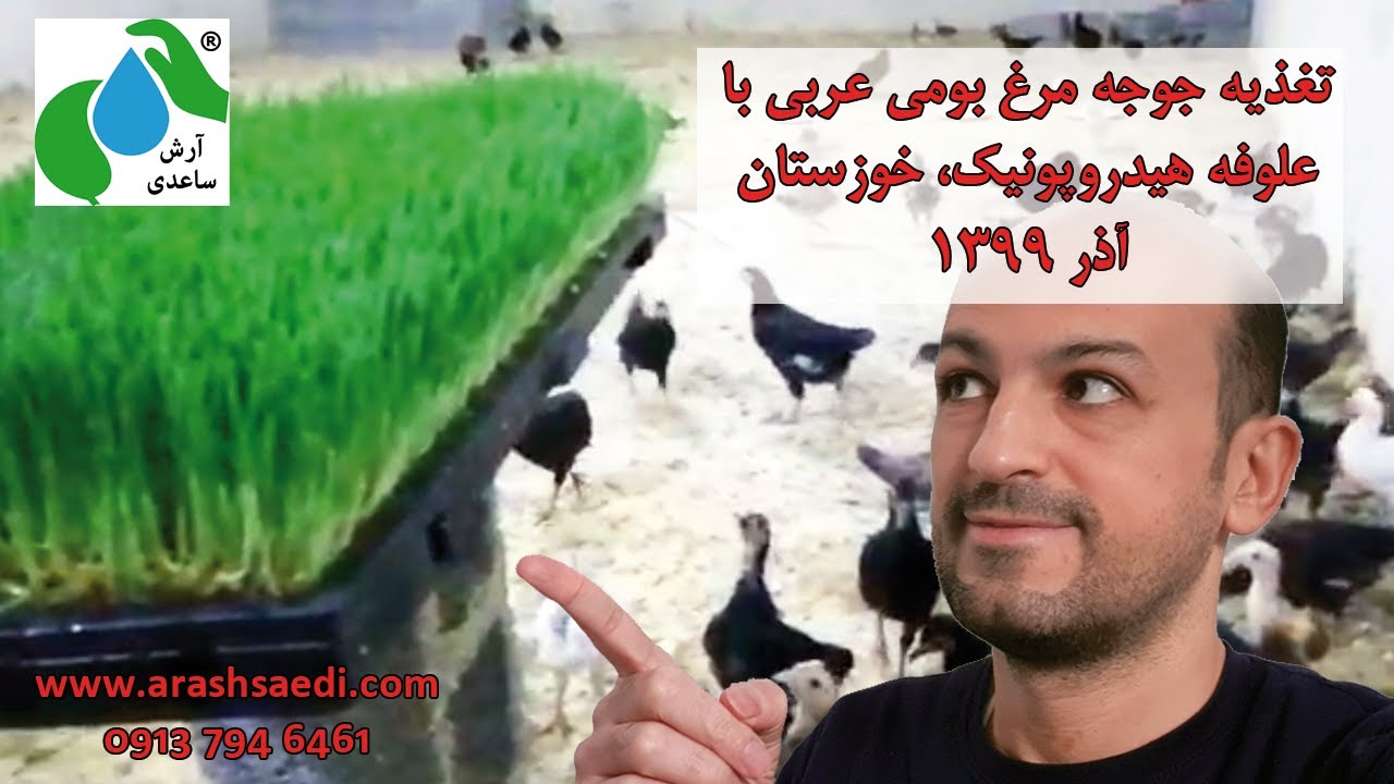 تعلیف جوجه مرغ بومی عربی با علوفه هیدروپونیک