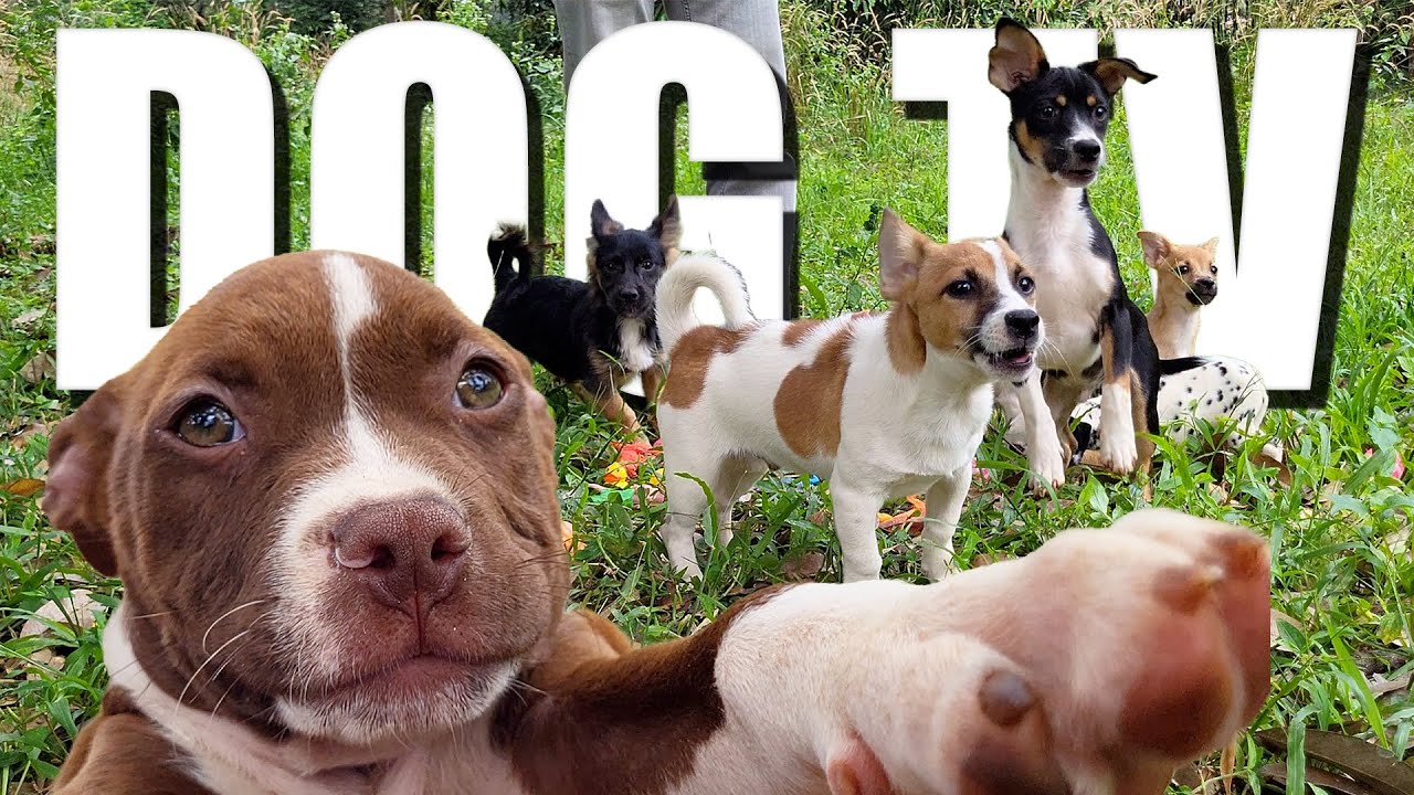 Daycare for your Dogs | 4 Hours of Dog Daycare TV 🐾 Forest Pack Adventures 📣 Reduce Stress Anxiety
