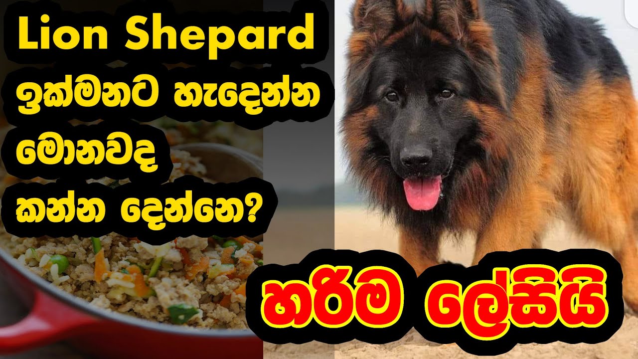 How to Make Fast Growing DOg Food at Home  - Specially for Lion Shepards