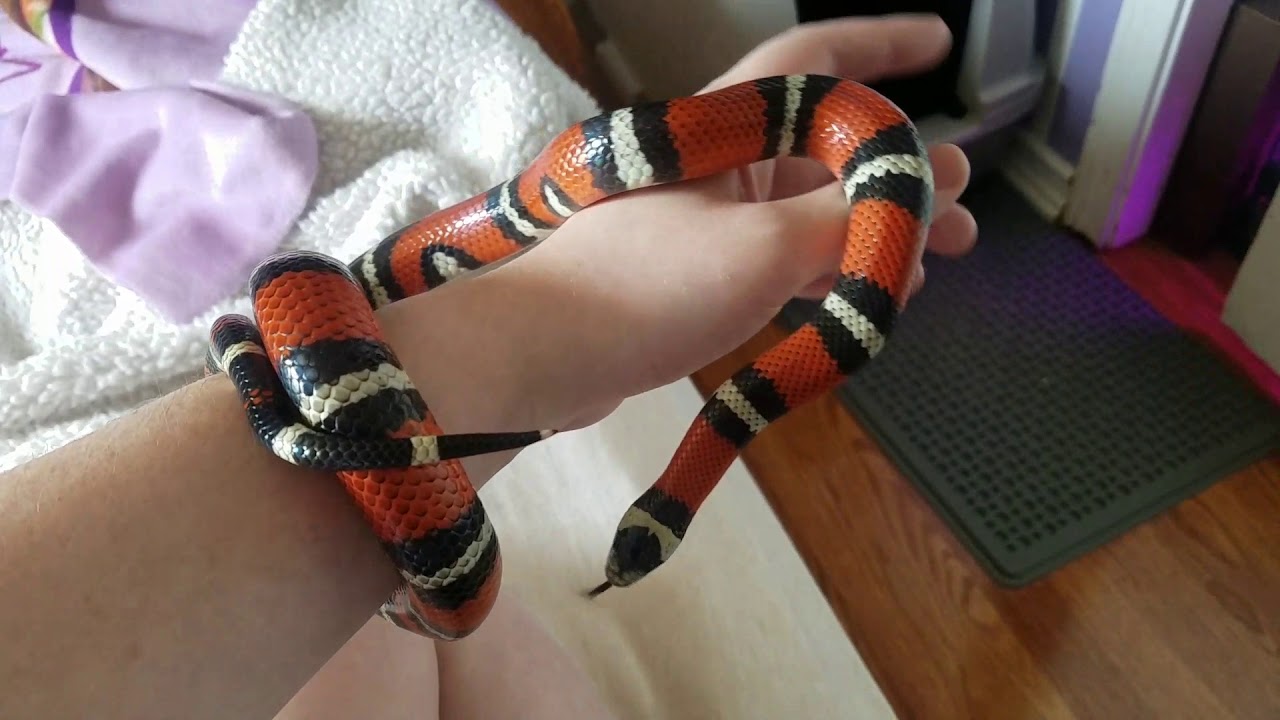 A Lovely Look At Ashyr, My Milk Snake!