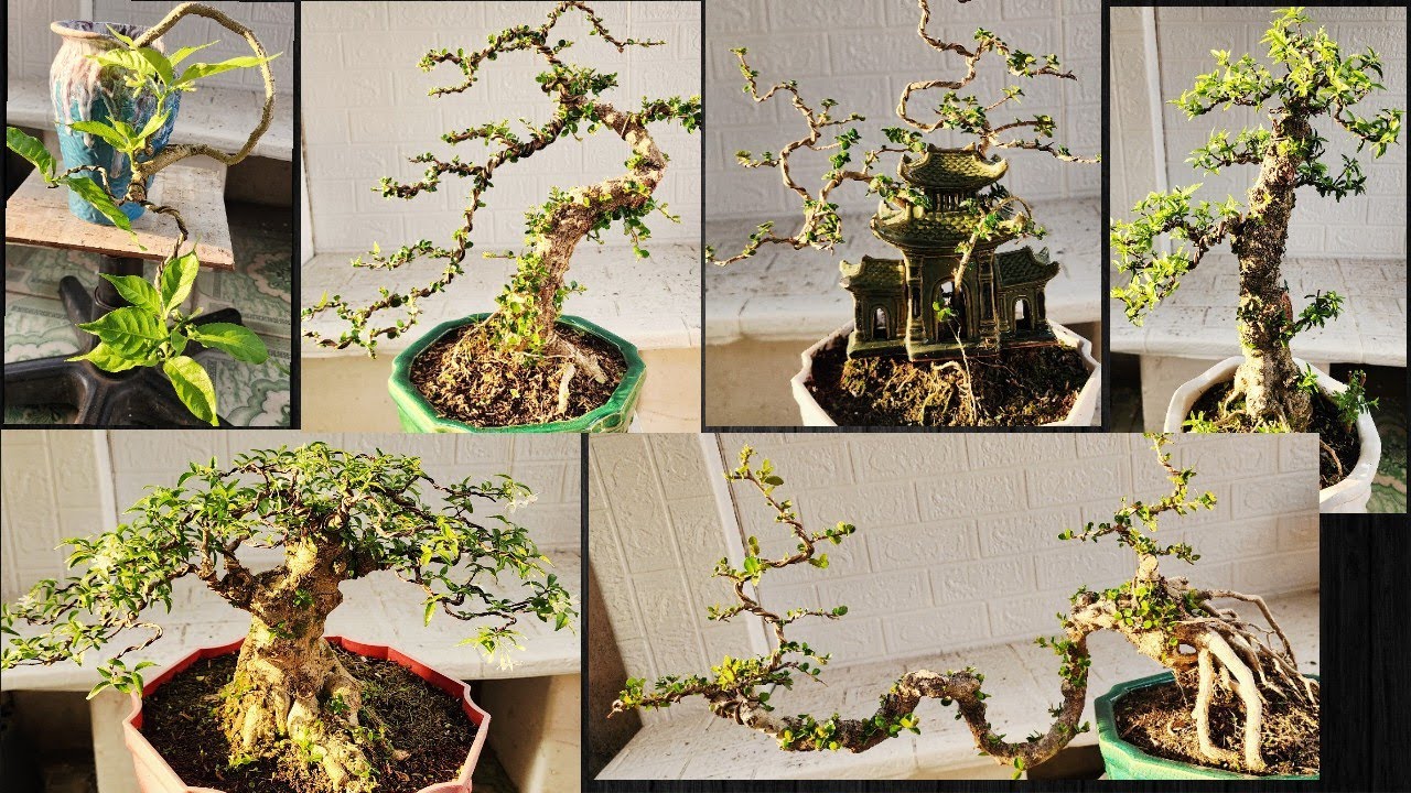Clip 368, 31/1/2026. Bonsai, bonsai mini, bonsai để bàn giá bình dân. Lh #0909110695 Viễn 