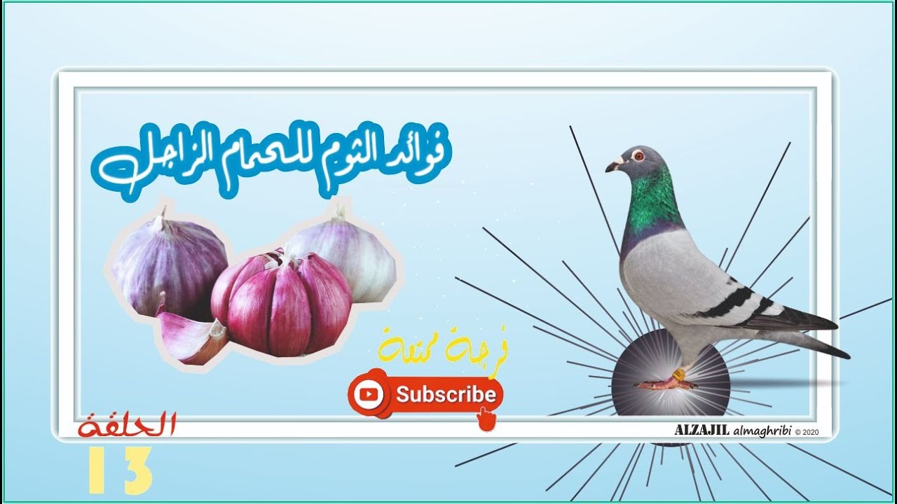 الثوم للحمام | فوائد الثوم للحمام الزاجل+ طريقة اعطاء الثوم للحمام الزاجل 2020