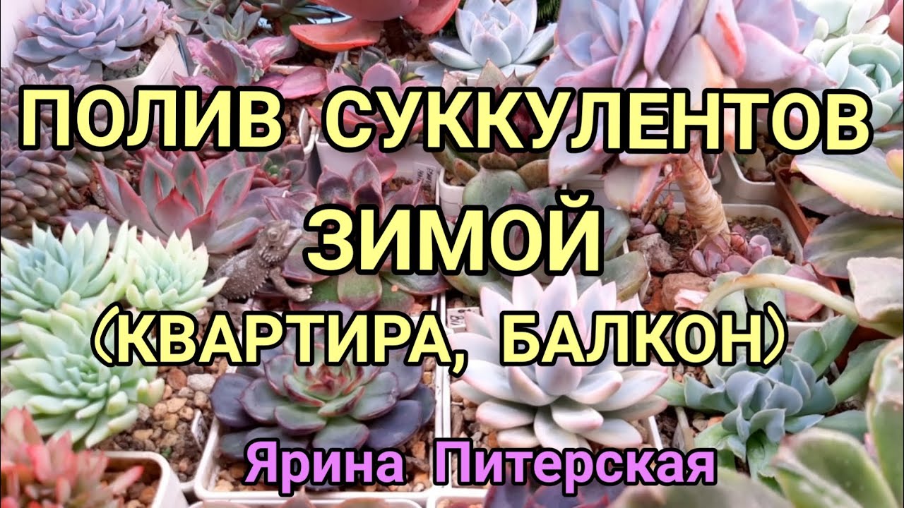 Как правильно поливать суккуленты.
