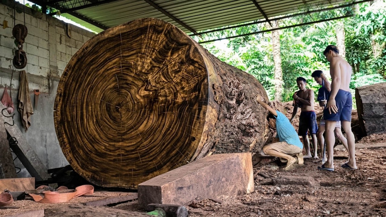 RECKLESSLY SPLIT! The Inside Turns Out to Be the Rarest Antique Trembesi Wood in the Sawmill