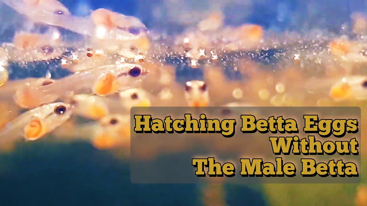 Hatching Betta Eggs WITHOUT the Male! | Easy Guide for Successful Fry Raising