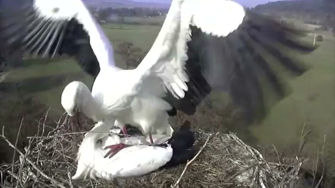 Cigüeña blanca, intervención humana en un nido (Storchennest Lindheim)
