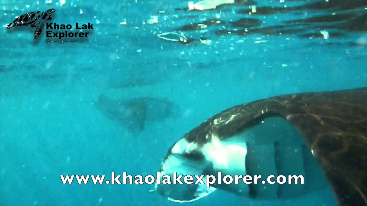 Manta Ray Season Similan islands by Khao Lak Explorer