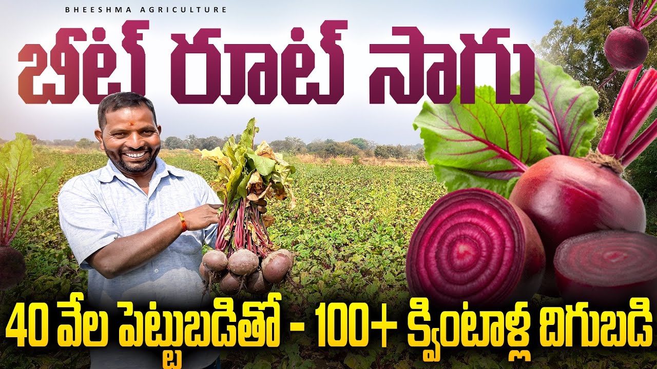 Beetroot Cultivation In Telugu | 40 వేల పెట్టుబడితో 100+ క్వింటాళ్ల దిగుబడి | Bheeshma Agriculture