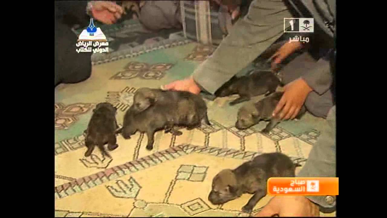 تربية الذئاب - صباح السعودية